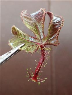  Young leaf-Adaxial side of petiole and leaf  margin stipitate-glandular and ciliate